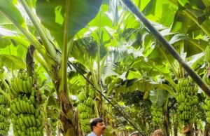 छिंदवाड़ा में किसान द्वारा केले की प्राकृतिक खेती..हो रहा लाखों का मुनाफा..”छिंदवाड़ा केले” के नाम से जबलपुर मंडी में हो रहा विक्रय