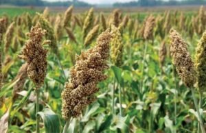 AGRICULTURE : धान,ज्वार एवं बाजरा उपार्जन के लिए अब 14 अक्टूबर तक कराया जा सकेगा पंजीयन