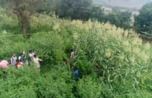 खेत मे अरहर व मक्के के बीच हो रही थी गांजे की खेती…सूचना पर पुलिस ने उड़ाया ड्रोन तब खुला राज…पुलिस ने 74 किलो वजनी 250 गांजे के पौधे किये जप्त..2 आरोपी भी गिरफ्तार..एसपी ने की प्रेसवार्ता