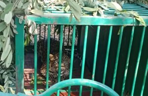 वन विभाग द्वारा लगाए गए पिंजरे में कैद हुआ तेंदुआ,दहशत से मिली राहत