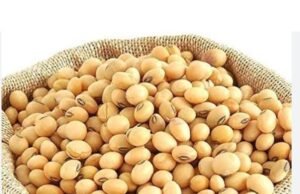 agriculture news : सोयाबीन उपार्जन के लिये स्लॉट बुक कराने की अंतिम तिथि 20 दिसंबर