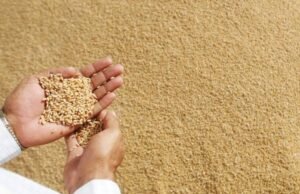 न्यूनतम समर्थन मूल्य पर गेहूँ विक्रय के लिए किसान 9 अप्रैल तक करा सकते हैं पंजीयन