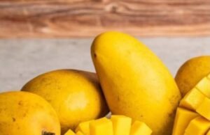 मैंगो फेस्टिवल : आज से पांच दिवसीय “आम महोत्सव” का शुभारंभ…घर बैठे देशी तरीके से पके आमों का लुत्फ उठा सकेंगे शहरवासी