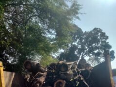 बिना अनुमति कट गए 35 हरे पेड़ : नगर निगम ने अब नोटिस जारी कर 24 घण्टों में मांगा जवाब
