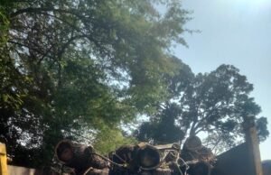 बिना अनुमति कट गए 35 हरे पेड़ : नगर निगम ने अब नोटिस जारी कर 24 घण्टों में मांगा जवाब